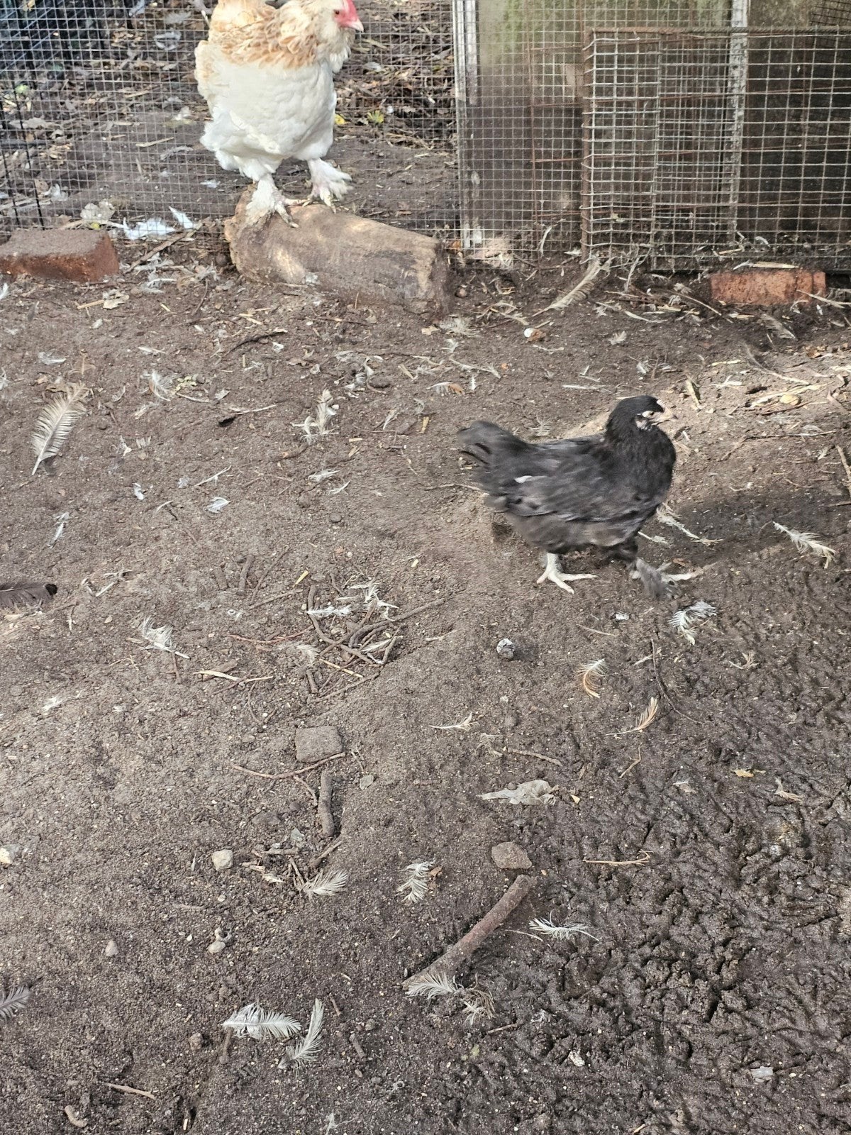 Marans  zwart koperhals  jonge hennen, Dieren en Toebehoren, Geslacht onbekend, Kip