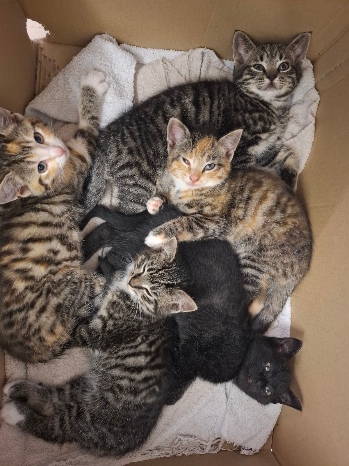 Kittens te koop, Dieren en Toebehoren, Katten en Kittens | Overige Katten, Meerdere dieren