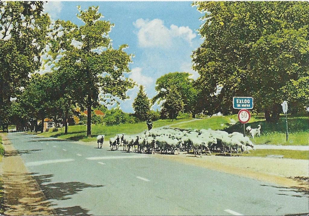 Exloo Schaapskudde Gelopen Ansichtkaart (7737), Ophalen of Verzenden, 1980 tot heden, Gelopen