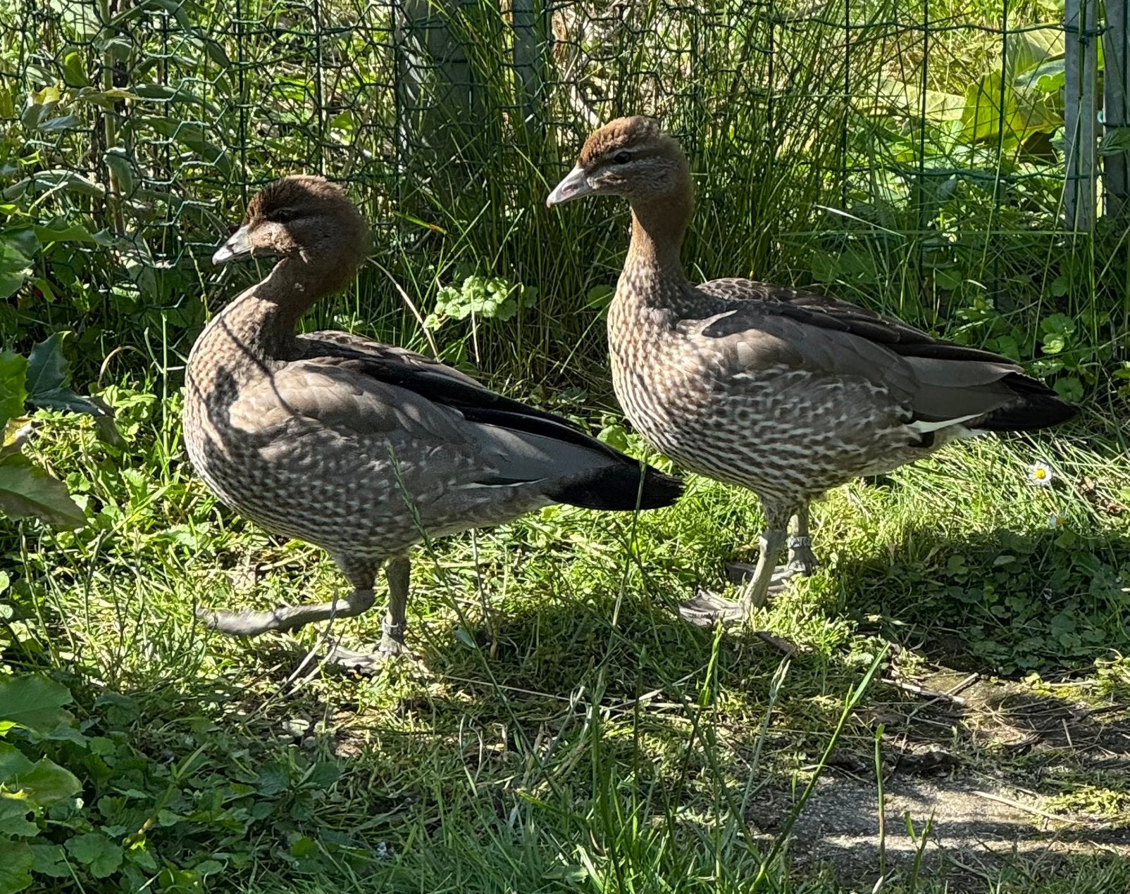 Gans, Dieren en Toebehoren, Meerdere dieren, Eend