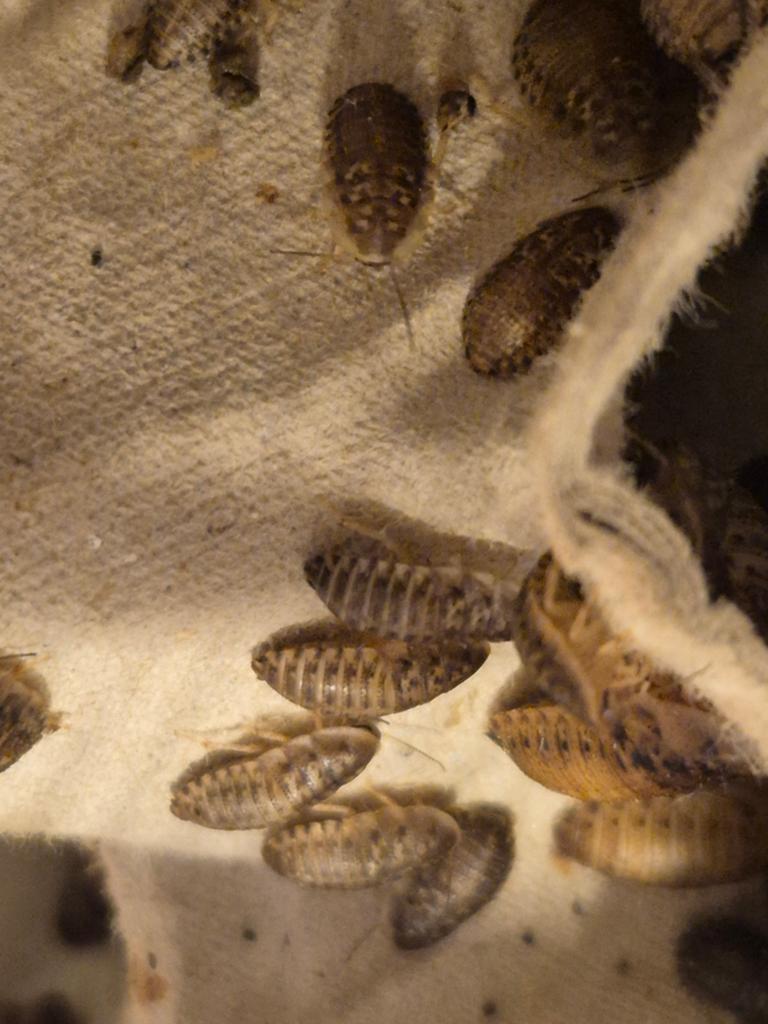 Baby Dubia-kakkerlakken (Blaptica dubia) geen volwassen!, Dieren en Toebehoren, Ophalen of Verzenden, Nieuw, Overige typen