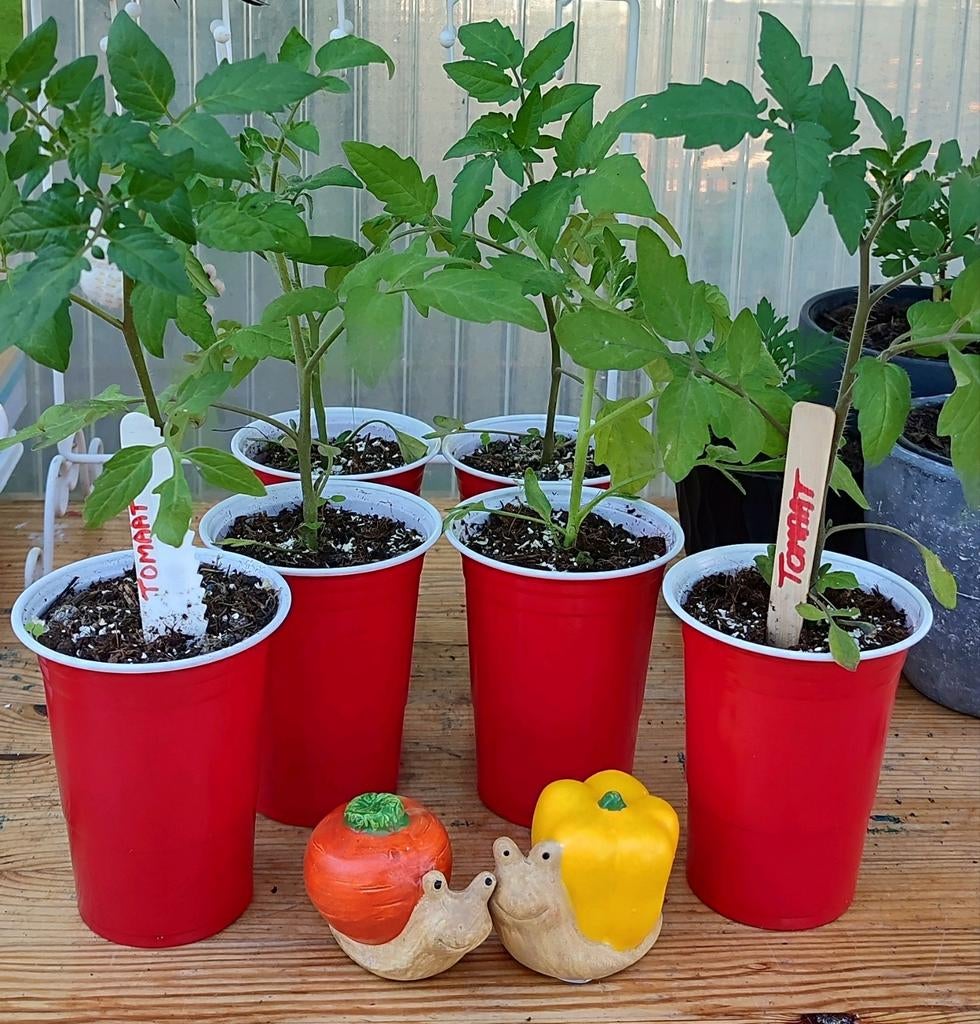 Moestuin Tomaat plant, plantjes, stekjes, Tuin en Terras, Planten | Tuinplanten, Ophalen, Eenjarig, Groenteplanten, Volle zon