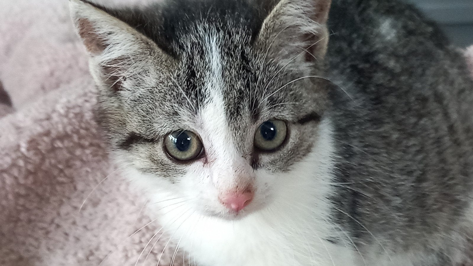 Lief ️kitten❤️ zoekt nieuw huis, Poes, Kortharig, 0 tot 2 jaar