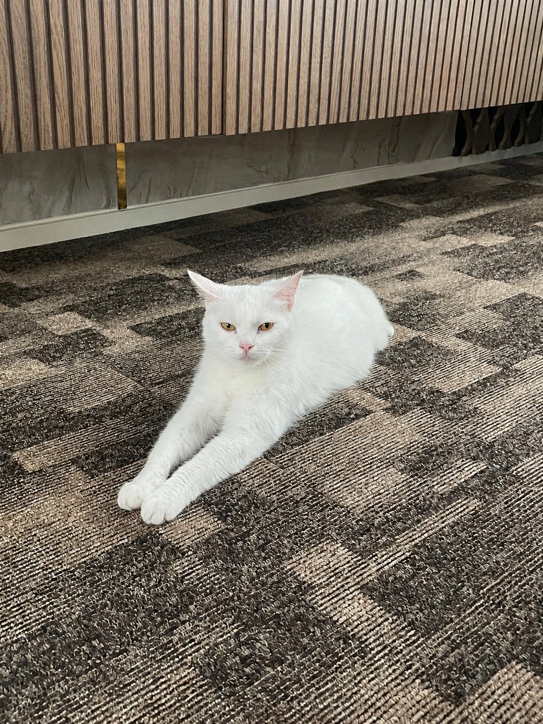 Mooie witte langharige kat 1 jaar oud, Dieren en Toebehoren, Kater