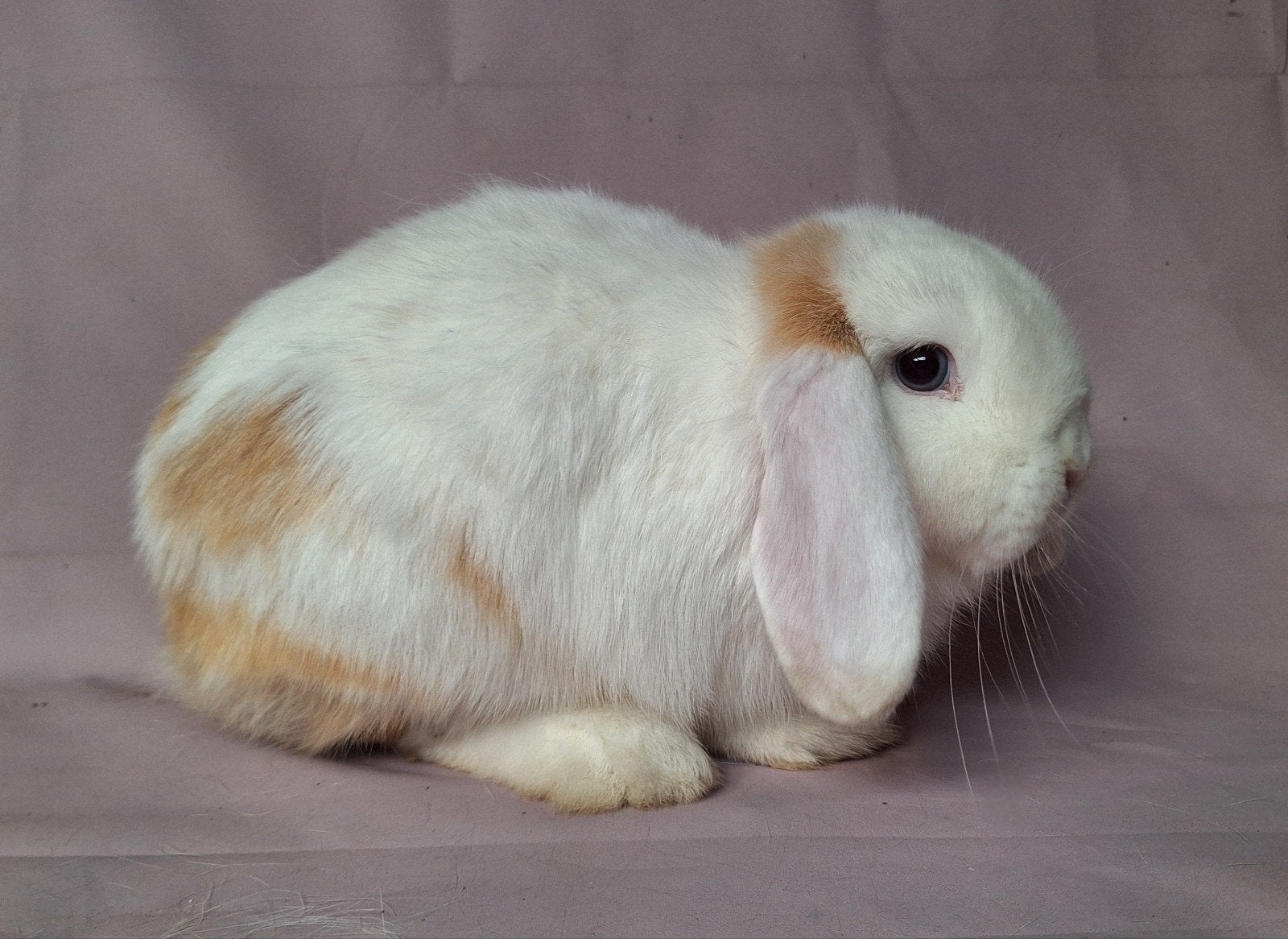 Minilop voedster - choco japanner vienna bont, Vrouwelijk, Dwerg, Hangoor, 0 tot 2 jaar