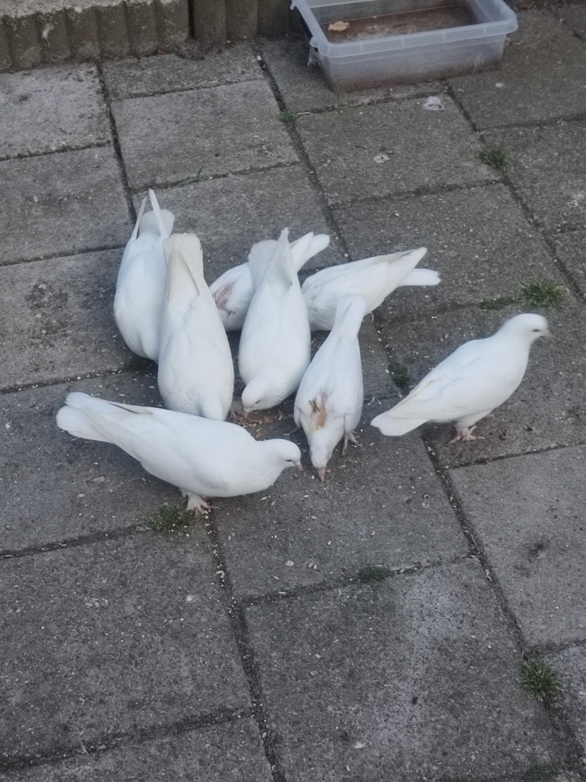 Takla Mannelijk en Vrouwelijk Duiven, Meerdere dieren, Postduif