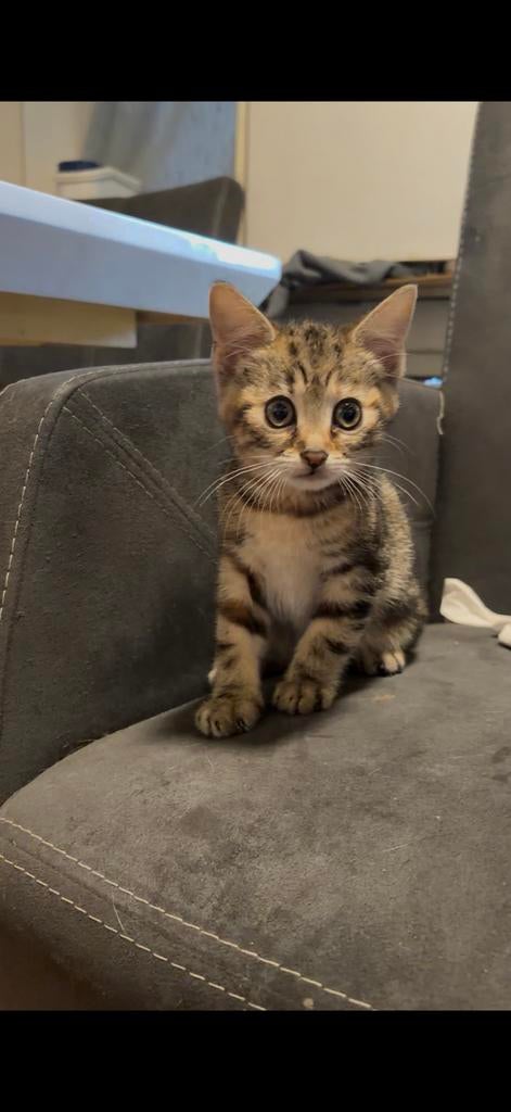 Kitten te koop, Dieren en Toebehoren, Katten en Kittens | Overige Katten, Kater