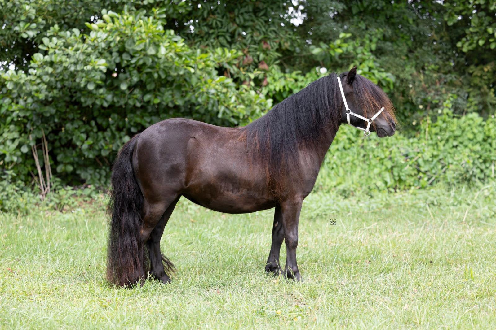 Mooie 4jarige drachtige fokmerrie te koop, Merrie, A pony (tot 1.17m), Met stamboom, 3 tot 6 jaar