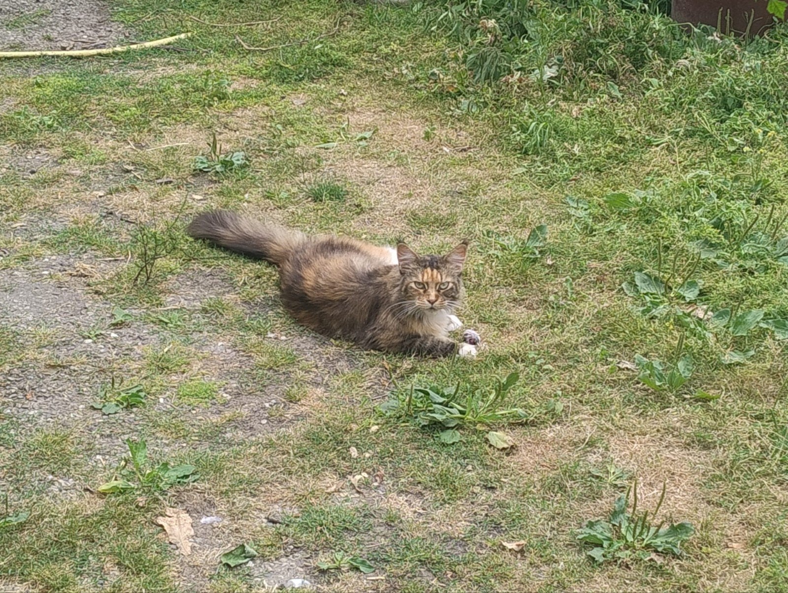 Main Coon vermist, Poes, Gechipt, 3 tot 5 jaar