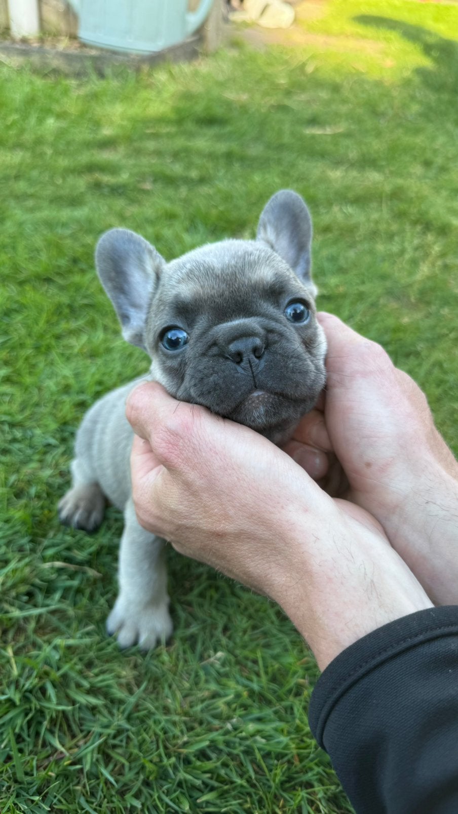 Franse Bulldog pup, Dieren en Toebehoren, 8 tot 15 weken, Bulldog, Meerdere, Meerdere dieren