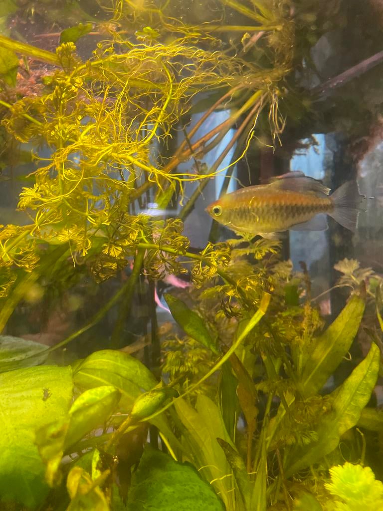 1 congo zam en 4 keizer tetras, Dieren en Toebehoren, Vis