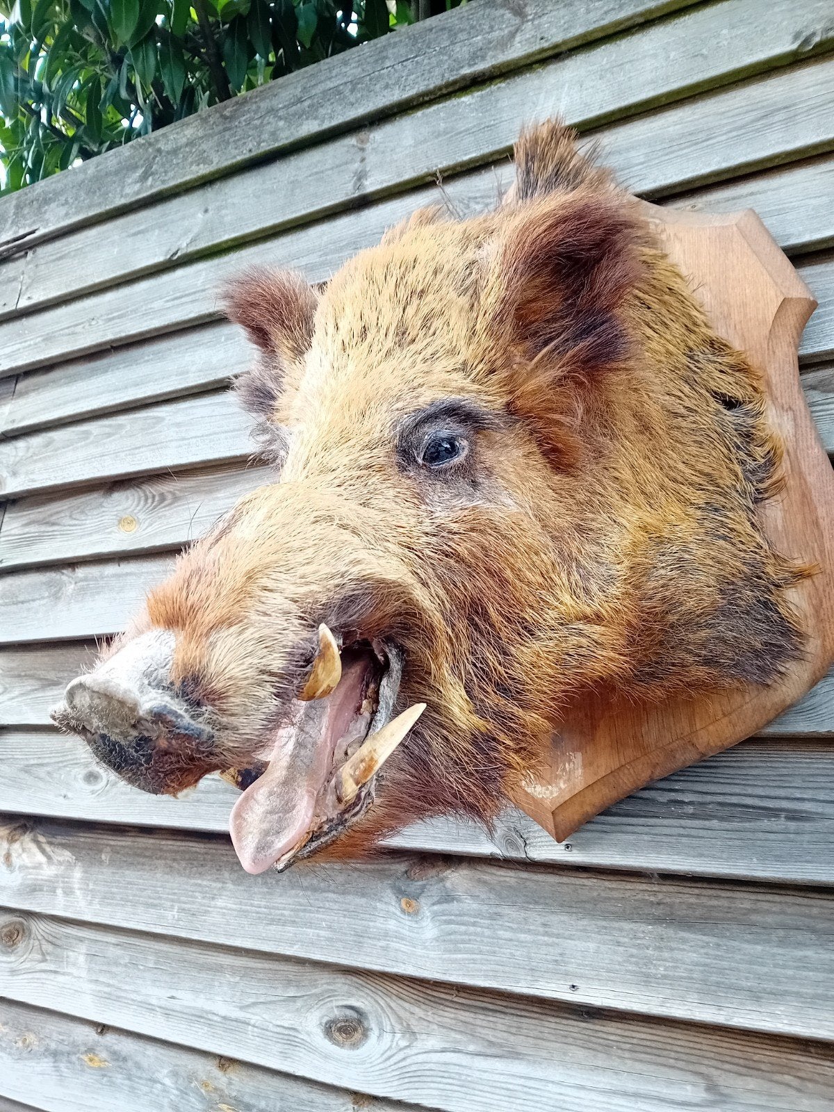 Wild zwijn taxidermie, Verzamelen, Dierenverzamelingen, Ophalen, Gebruikt, Wild dier, Opgezet dier