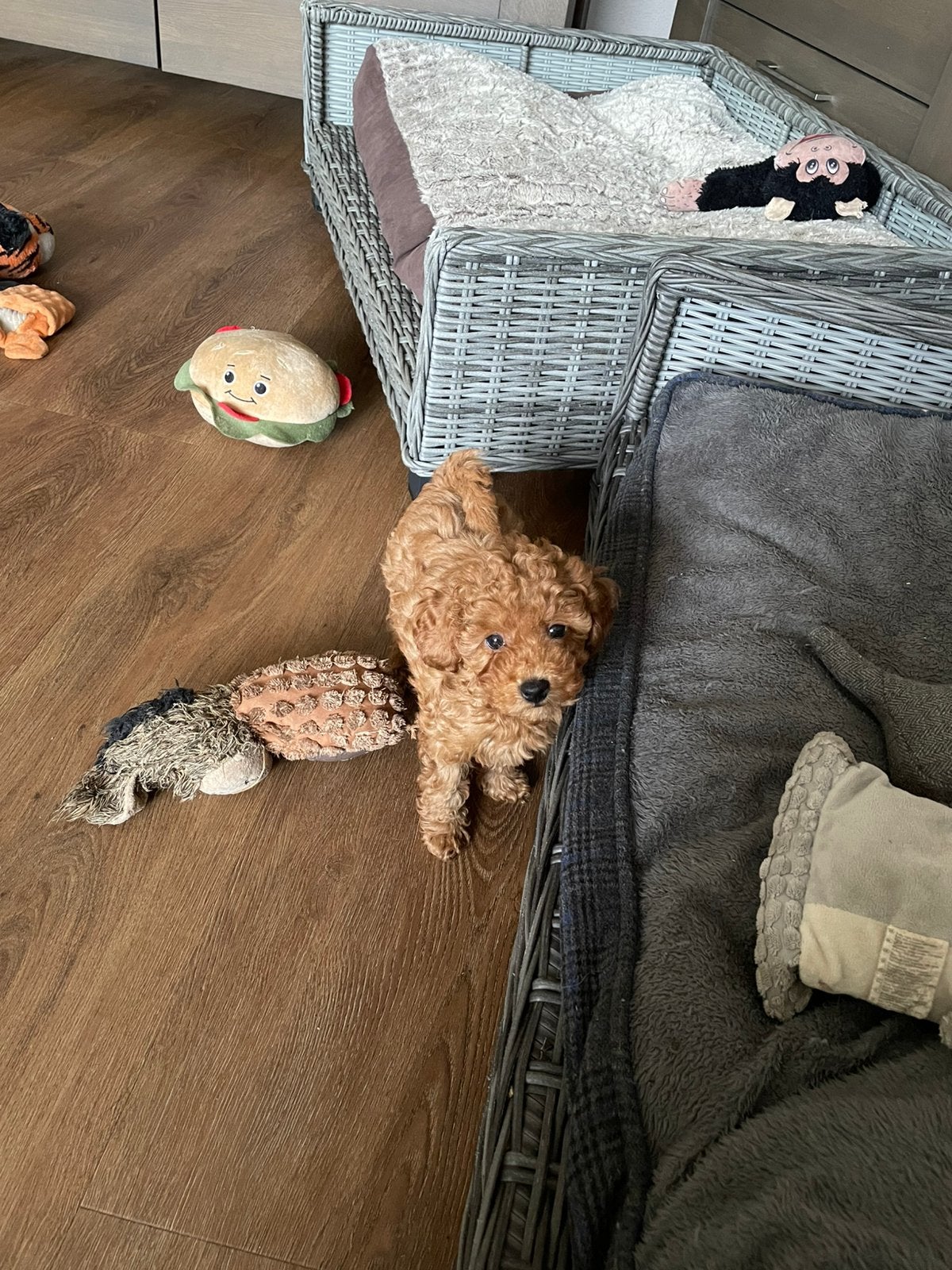 Toy poedel reutje…mag meteen mee, Dieren en Toebehoren, Honden | Chihuahua's en Gezelschapshonden, Poedel, Reu, Eén hond, Nederland