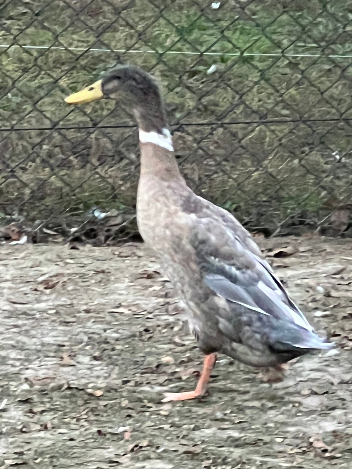 Loopeend man, Dieren en Toebehoren, Mannelijk, Eend