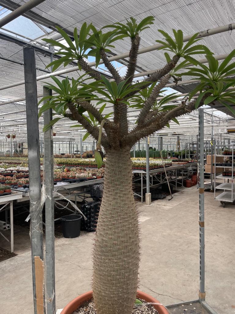 Caudex Pachypodium Lamerei Madagaskar potmaat 65 cm., Ophalen, 200 cm of meer, Overige soorten, In pot