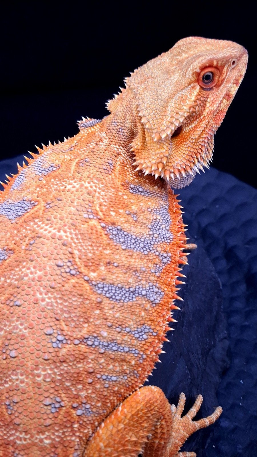 50% Red Monster Purple Tiger het. Witblits/Hypo Baardagaam, Hagedis, 0 tot 2 jaar