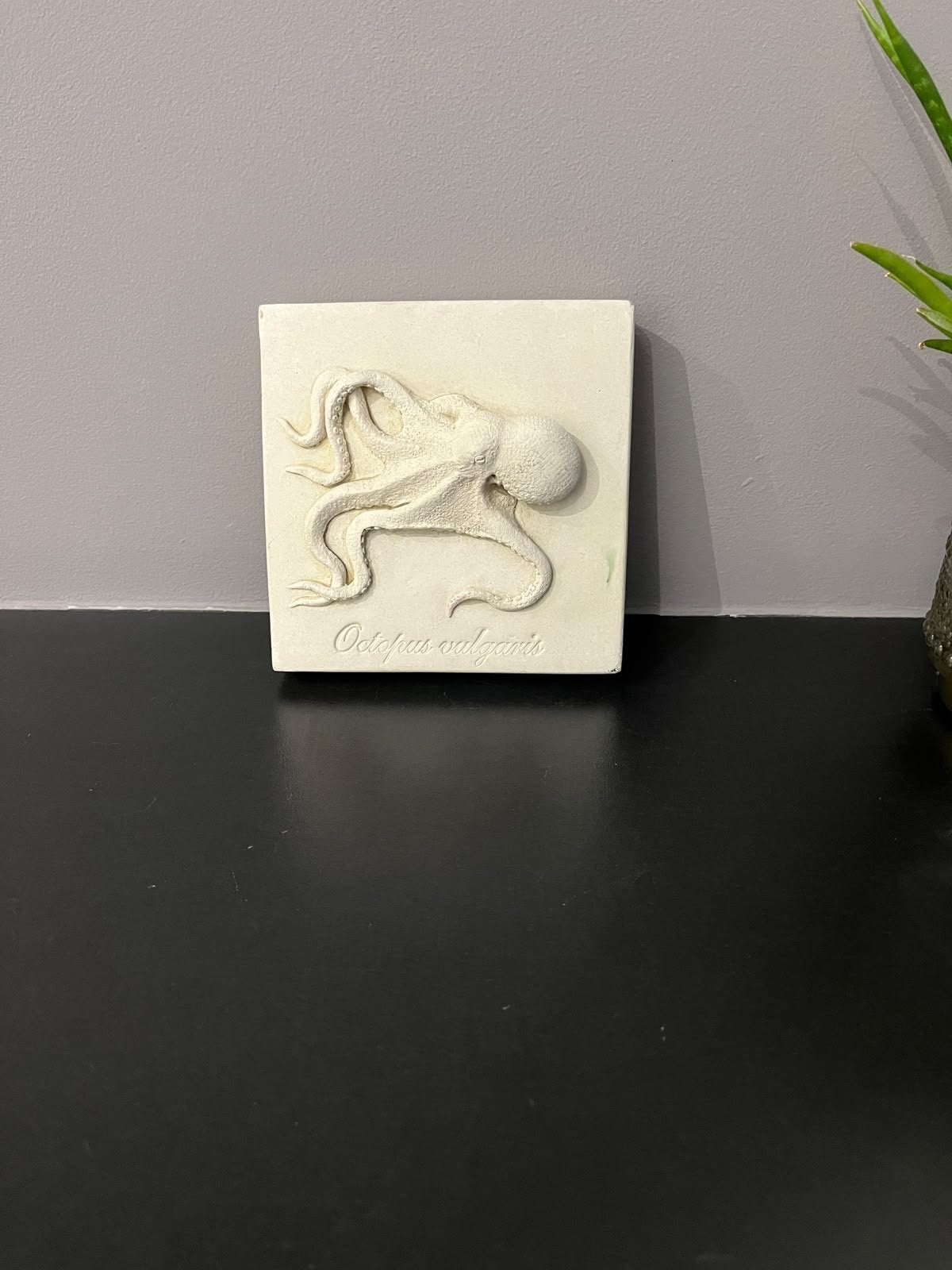 Gipsen wandtegel met 3D octopus - "Octopus vulgaris", Gebruikt, Steen/keramiek, Ophalen of Verzenden, Wit