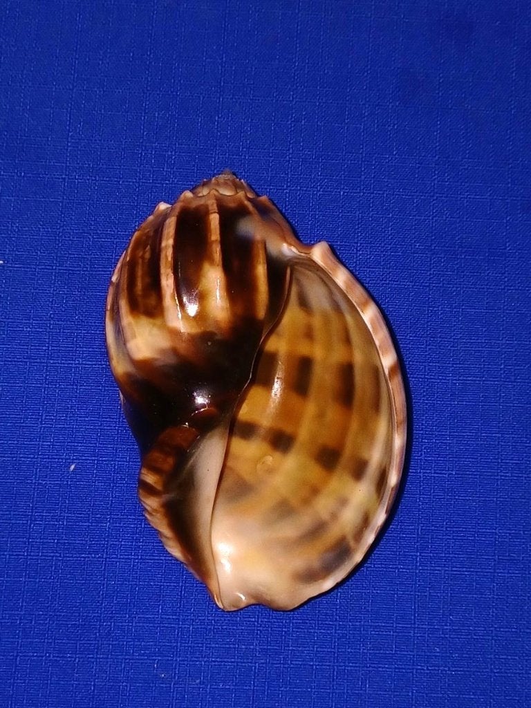 Schelpen, Harpa major x Cabriti Hybride!,, Ophalen of Verzenden, Schelp(en)