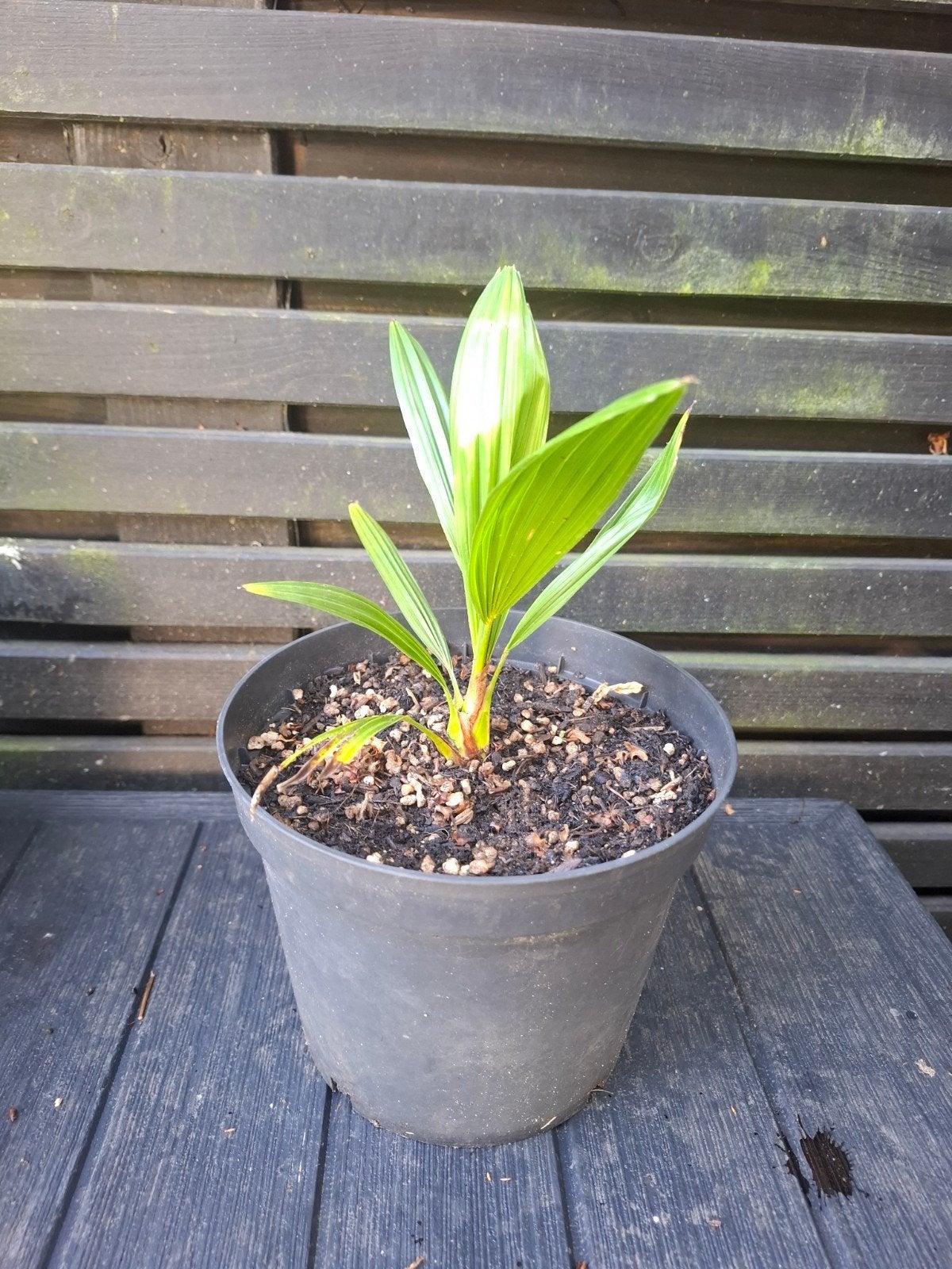 Palmboom, Trachycarpus fortunei zaailing 25cm, Tuin en Terras, Ophalen, Overige soorten, Halfschaduw