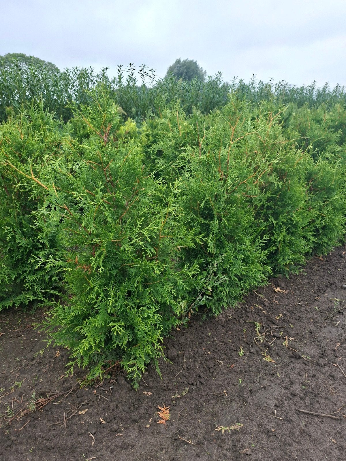 conifeer, thuja occidentalis brabant. tot 160 cm, Ophalen of Verzenden, Conifeer, 100 tot 250 cm
