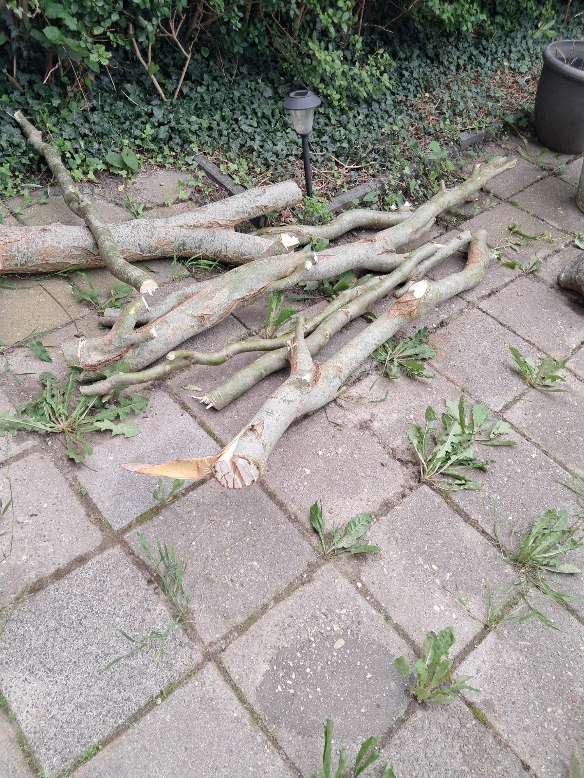 Gratis brandhout - diverse takken en stammen, Minder dan 3 m³, Ophalen, Overige houtsoorten, Takken