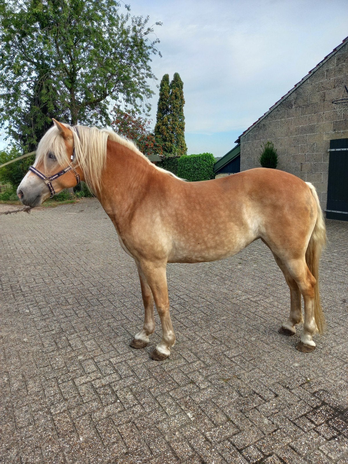 5 jarige Haflinger merrie