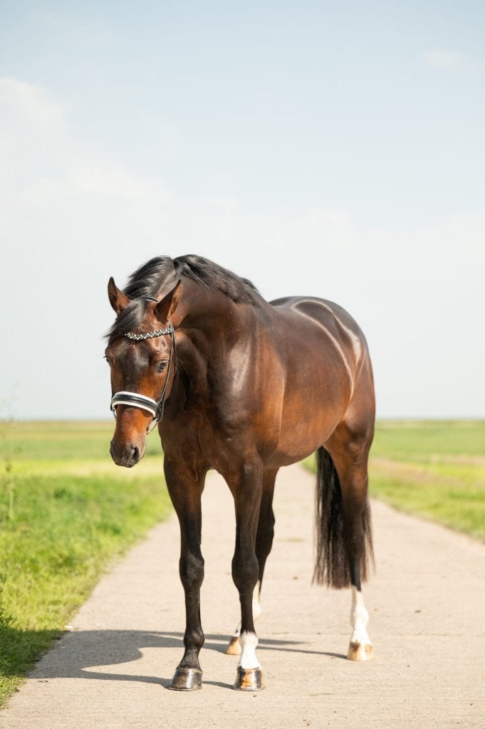 Prachtige 4-jarige ruin v. Kjento, Dieren en Toebehoren, Met stamboom, Ruin, Dressuurpaard, Zadelmak