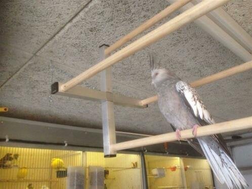 Draaimolen voor Kanaries tropen en andere vogels, Ophalen, Kooi-accessoires, Nieuw, Info@birdtrade.nl