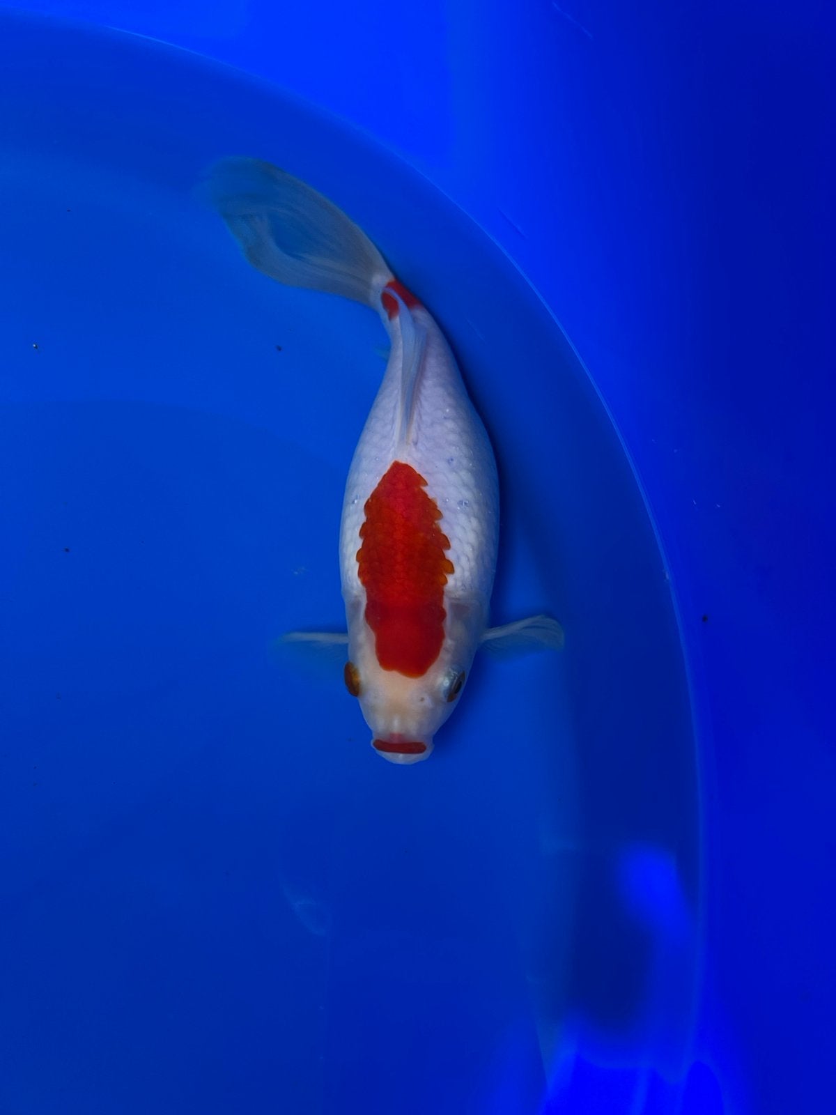 Grote Sarasa 2 jaar oud flink gegroeid in 1 jaar tijd, Karper of Koi