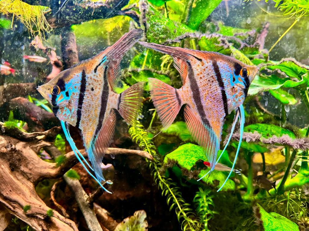 Koppel (2x) Maanvis Pterophyllum Rio Nanay, Dieren en Toebehoren, Vissen | Aquariumvissen, Vis, Zoetwatervis, Schoolvis
