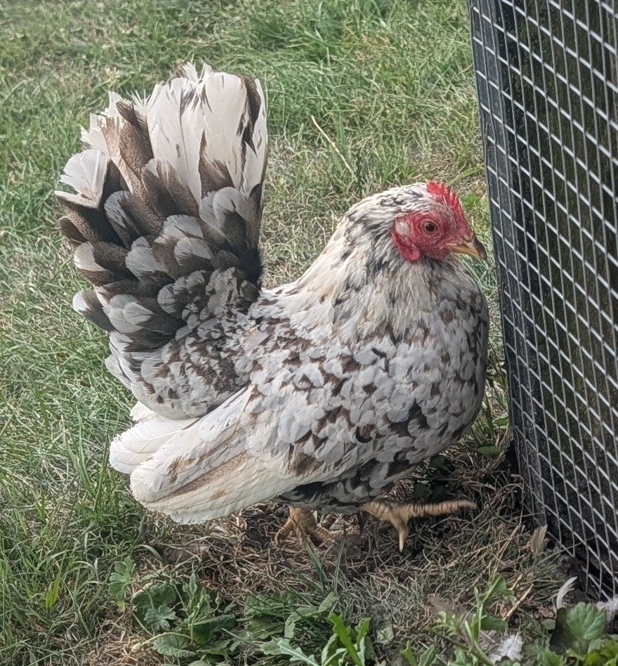 mooie serama hen, Dieren en Toebehoren, Pluimvee, Vrouwelijk, Kip