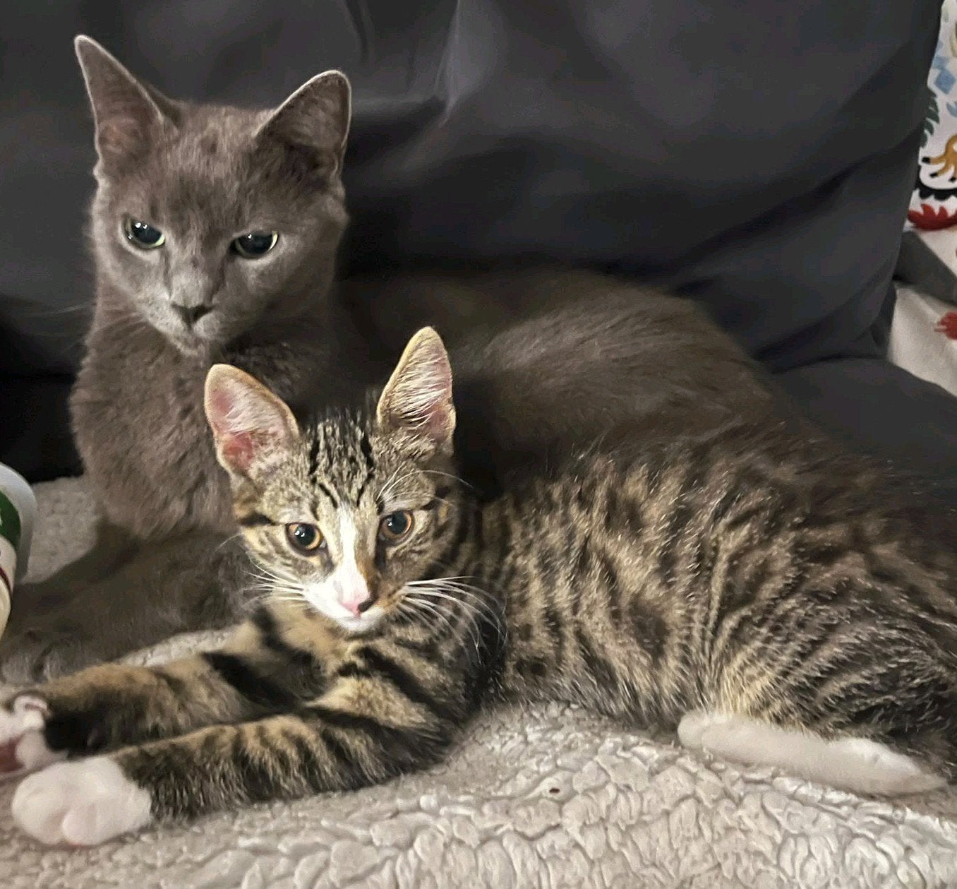 Prachtige kitten, Blauwe rus X Britse korthaar, katertje, Dieren en Toebehoren, Kater, Gechipt