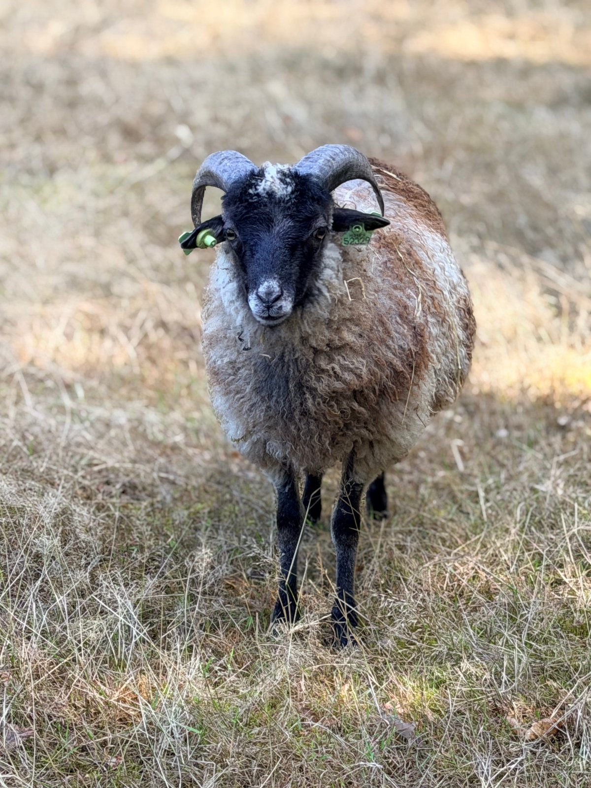1 bonte Skudde ram lam te koop, Dieren en Toebehoren, Mannelijk, Schaap, 0 tot 2 jaar