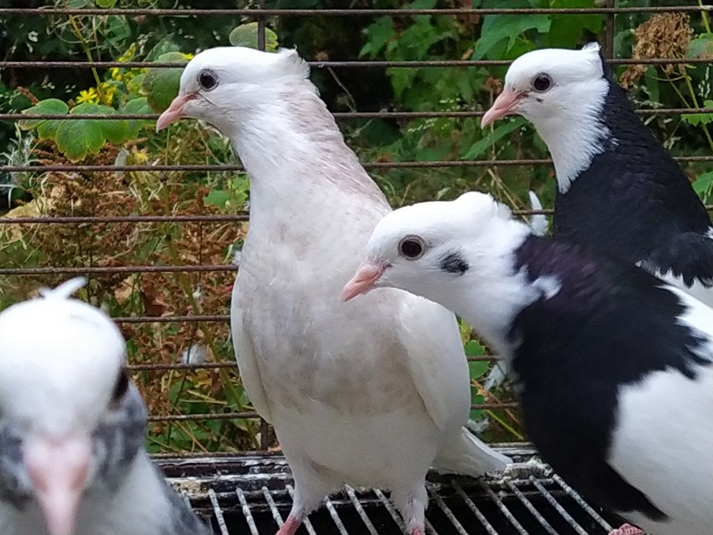 4-Iraanse /Perzische jonge hoogvliegers (toghi soroor), Meerdere dieren, Tuimelaar of Roller