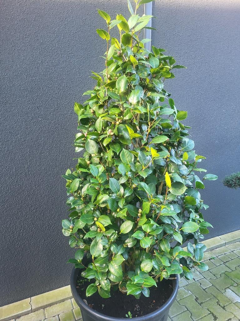 Camelia zuilvorm, Volle zon, Vaste plant, Lente, Ophalen