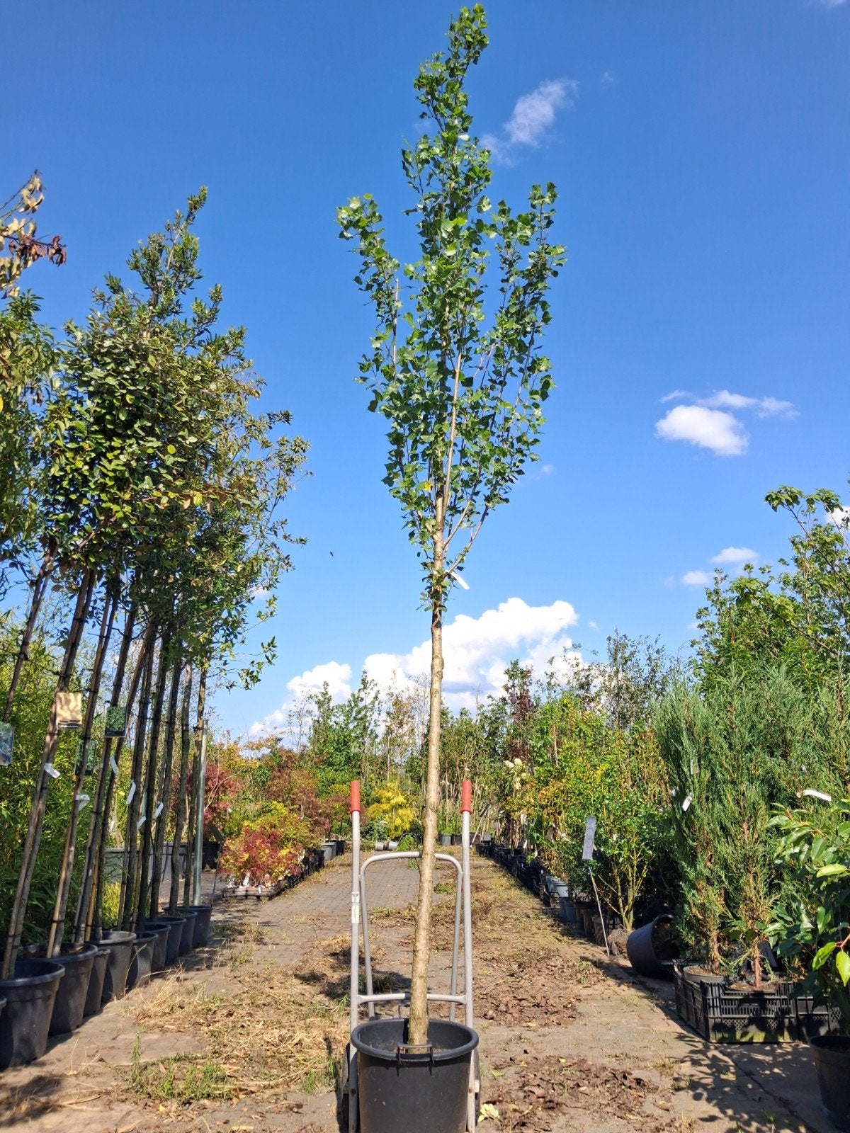 Populier boom Nu €50,-, Bloeit niet, Ophalen of Verzenden, 250 tot 400 cm, Volle zon