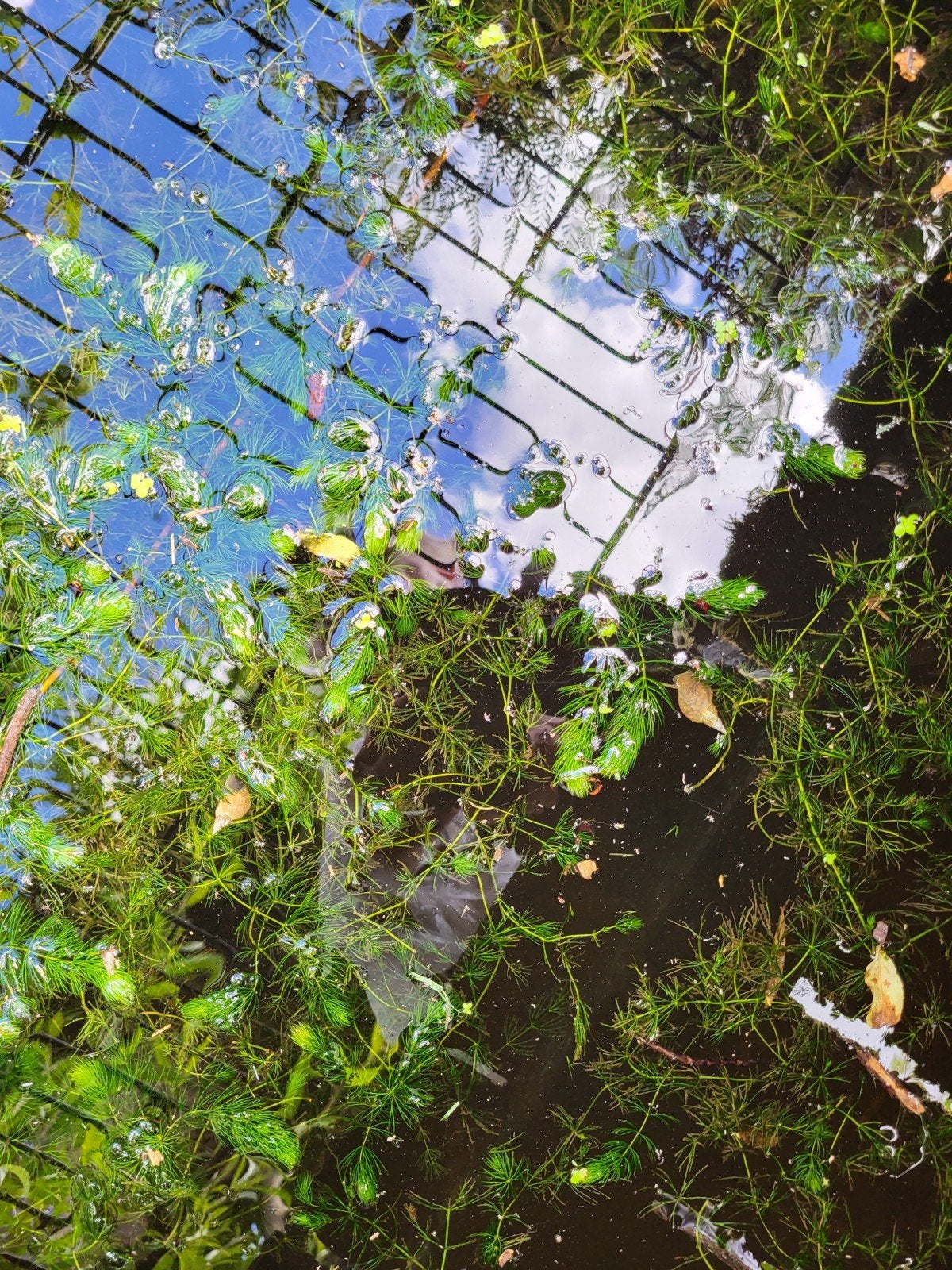 Poelslakken voor een schonere vijver/aquarium, Ophalen of Verzenden, Gebruikt