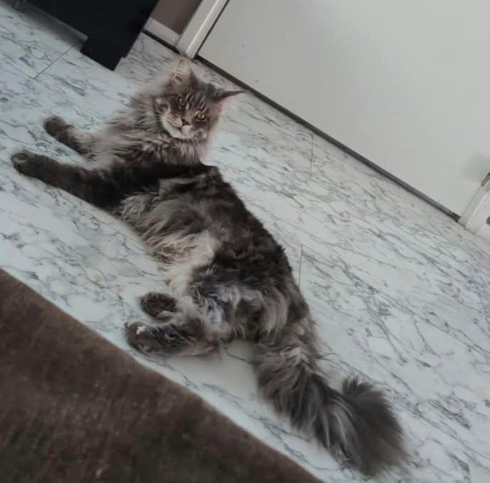 maine coon kitten, Dieren en Toebehoren, Poes, Ontwormd