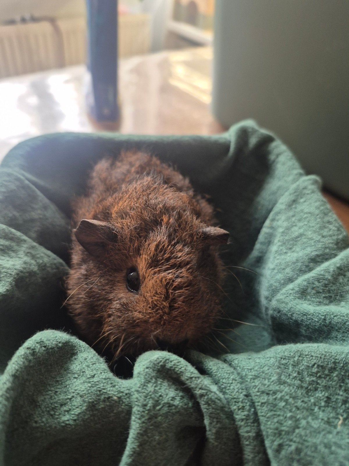 Skinny drager zeugje, Dieren en Toebehoren, Knaagdieren, Mei, Vrouwelijk, Cavia