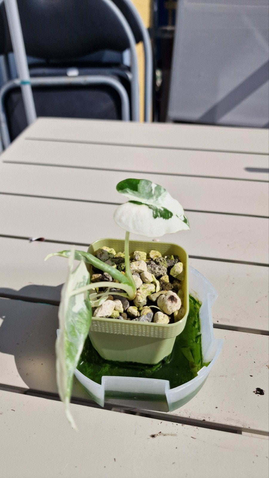 Alocasia Frydek stekjes, Ophalen, Overige soorten, Volle zon