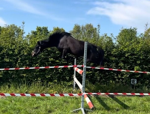 Talentvolle 4 jarige C pony & 5 jarige D pony New Forest!, Dieren en Toebehoren, Merrie, Met stamboom, Springpony, Zadelmak