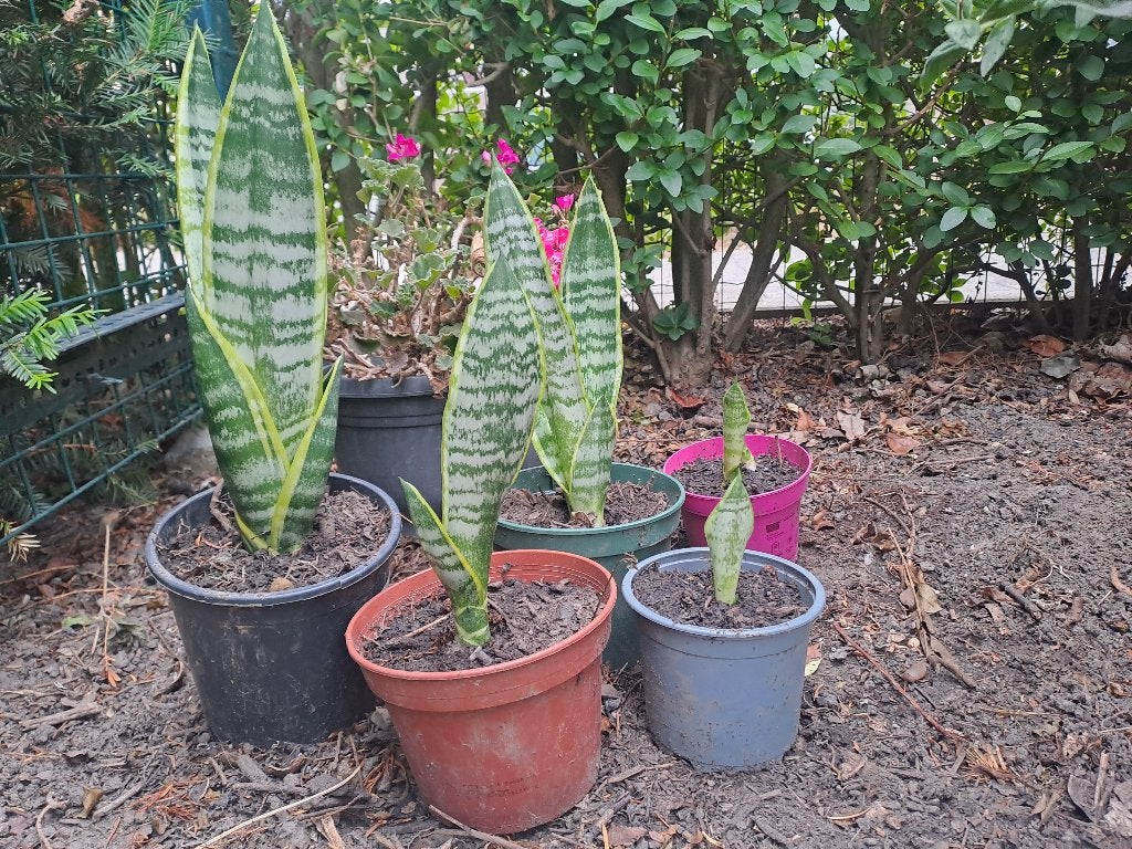 alleen ophalen:5 stuks sanseviera kamerplant, Ophalen, Vetplant, Halfschaduw, Minder dan 100 cm