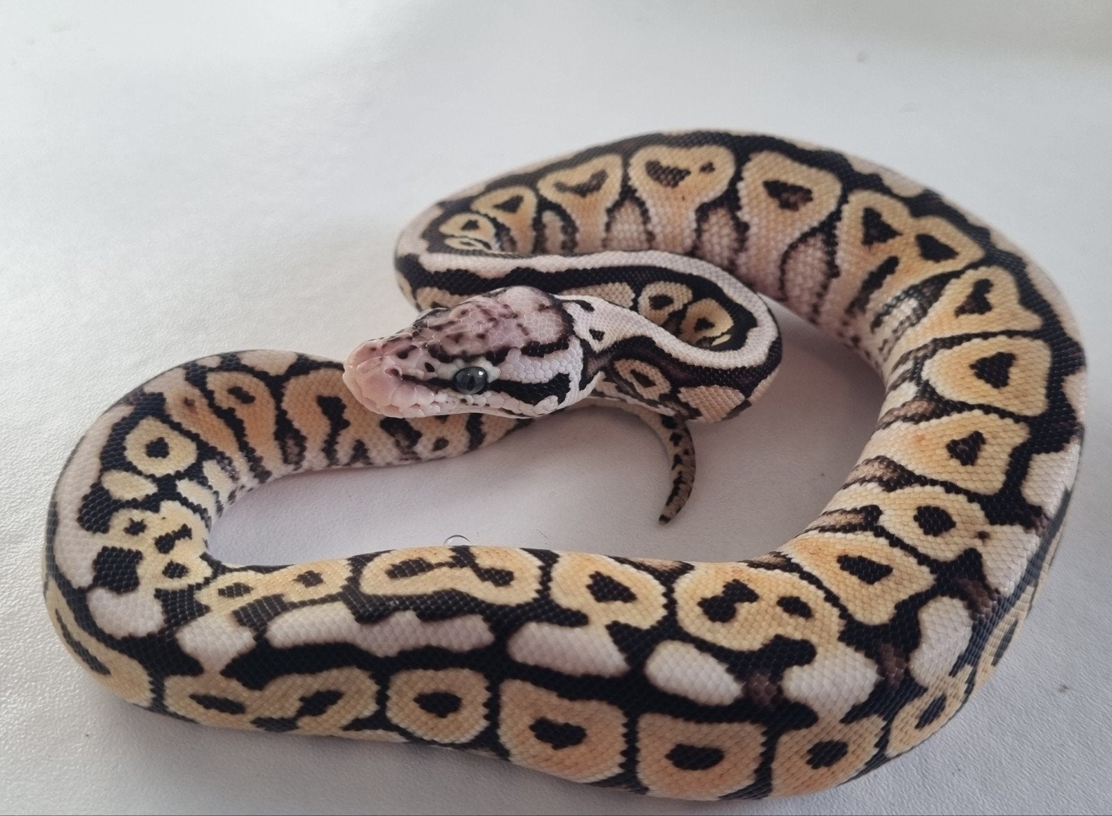 0.1 spotnose special pastel het clown koningspython Ball Python photo 2