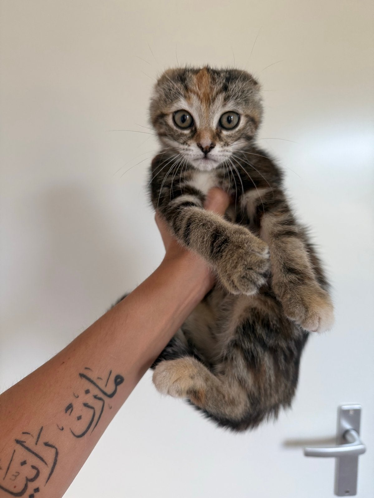 Gratis, Dieren en Toebehoren, Katten en Kittens | Overige Katten, Poes