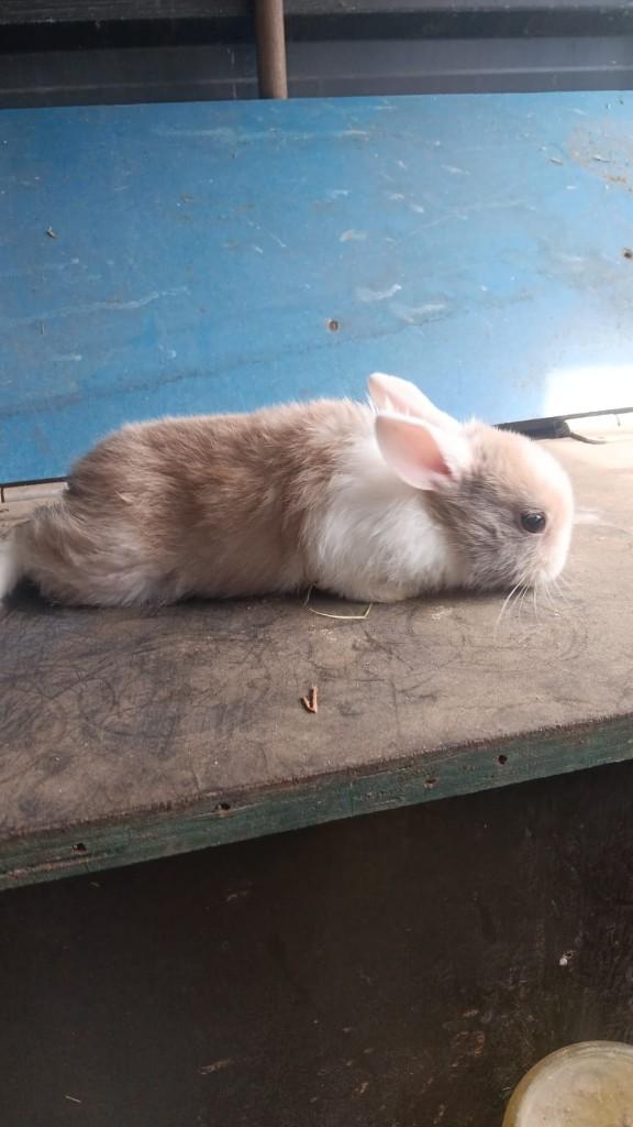 Dwergkonijnen te koop, Dieren en Toebehoren, Konijnen, Meerdere dieren, Dwerg, 0 tot 2 jaar