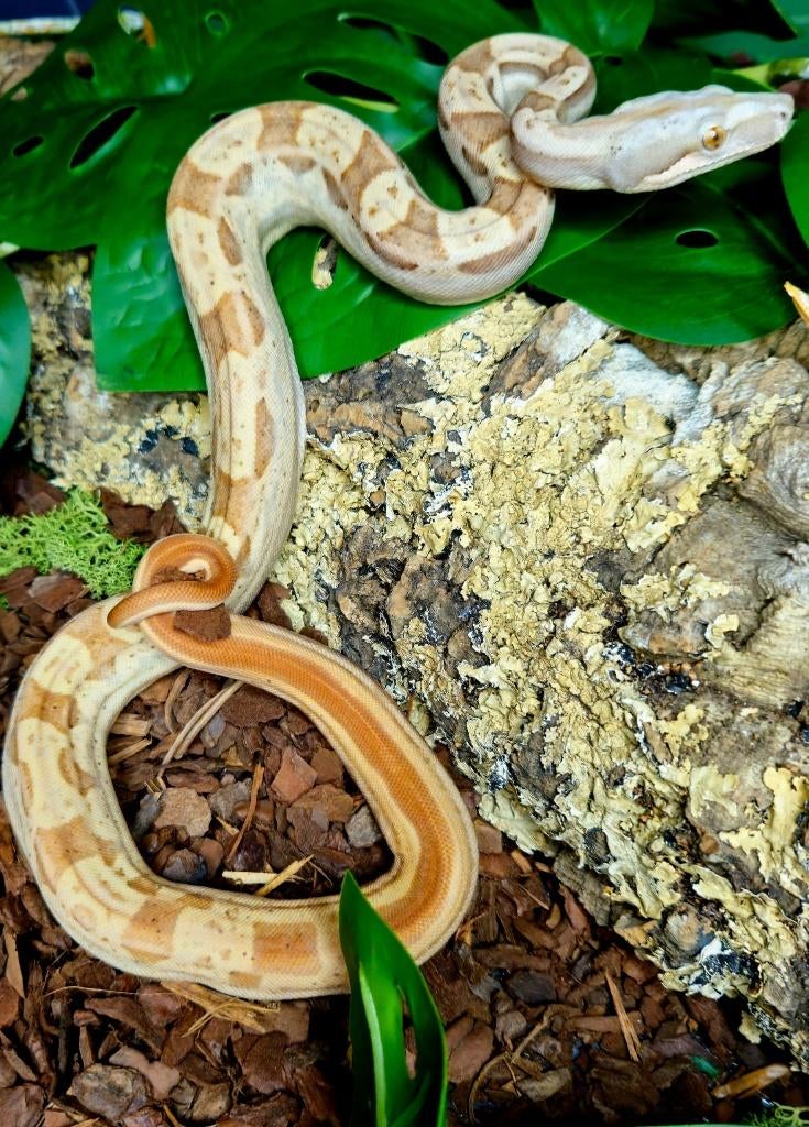 Boa VPI Motley 2025 Male, Slang, 0 tot 2 jaar