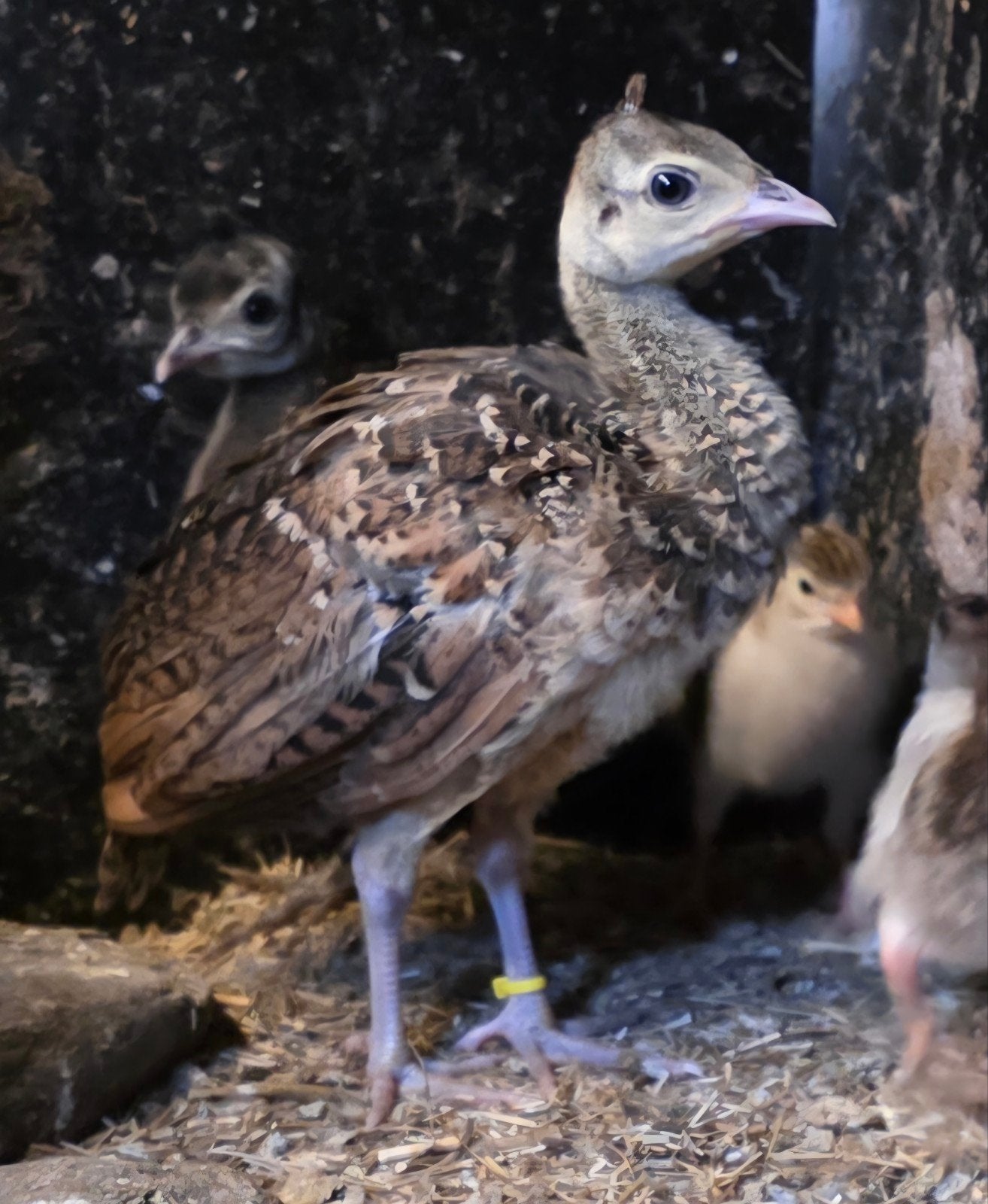 Spalding pauw kuikens te koop, Dieren en Toebehoren, Pluimvee, Meerdere dieren