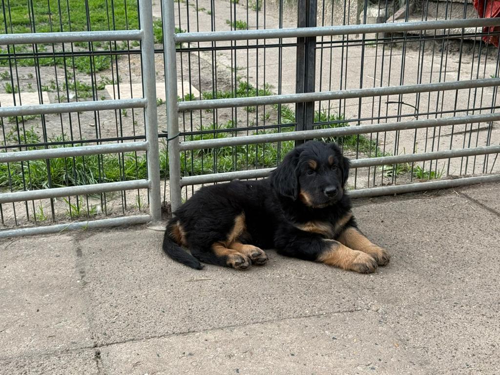 Hovawart-reu Shadow met stamboom, Dieren en Toebehoren, 8 tot 15 weken, Parvo, Meerdere, Nederland