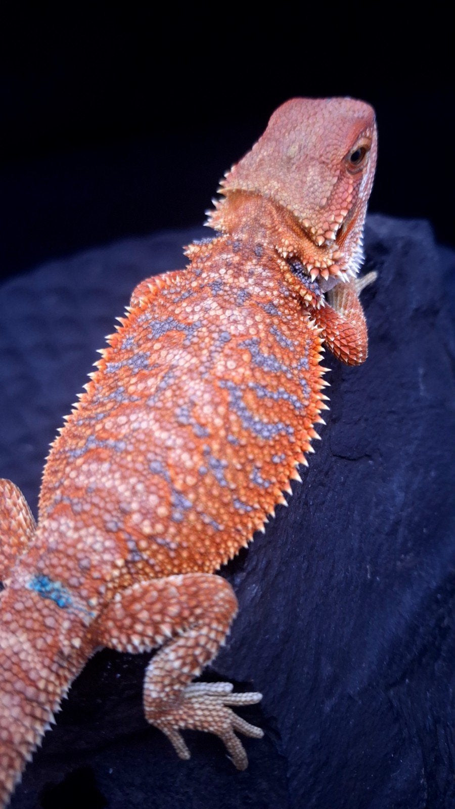 Orange Hypo Blue Bar Baardagaam Man 9 weken oud Bearded Dragon photo 4