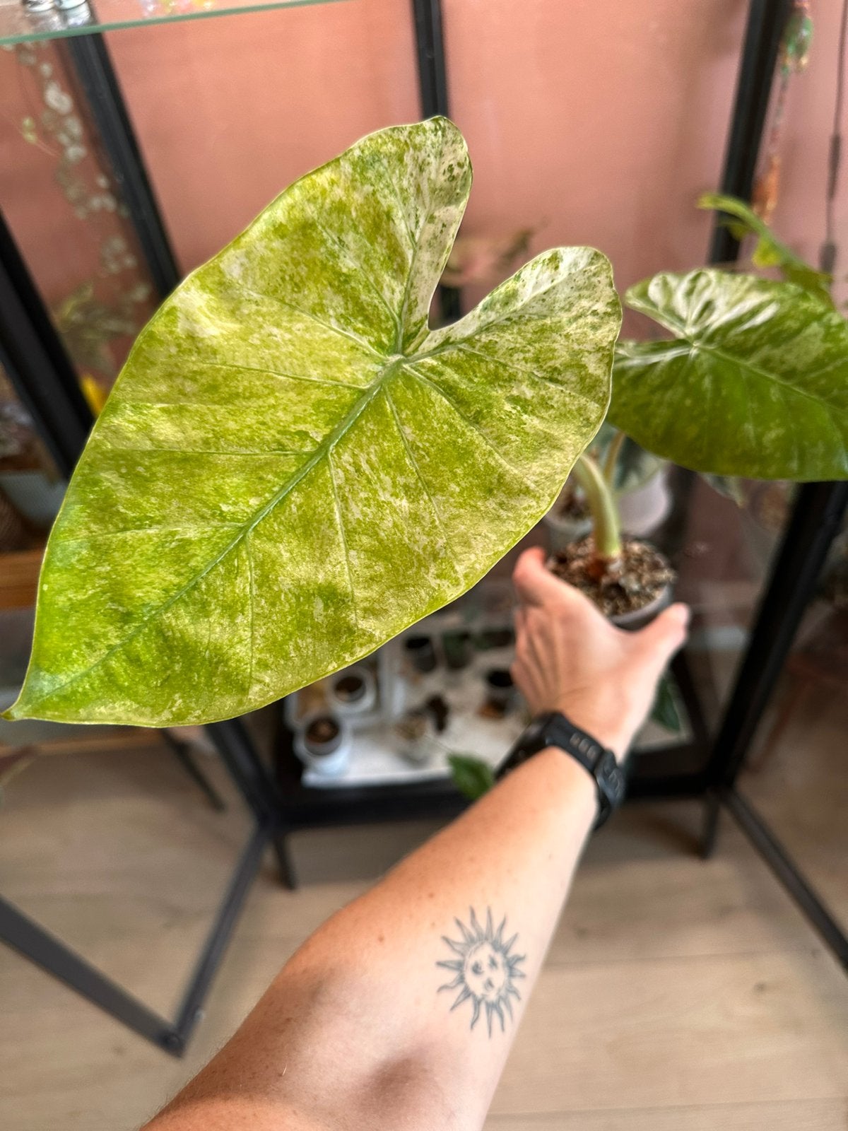 Verschillende Alocasia's te koop, Overige soorten, In pot, Minder dan 100 cm, Groene kamerplant